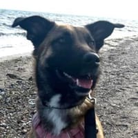 SURI - verspielte Hündin, Hündin zur Adoption