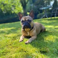 Frieda - die unkomplizierte, Hündin zur Adoption