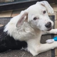 Wer hat ein Körbchen für Azzuro frei?, Hund zur Adoption