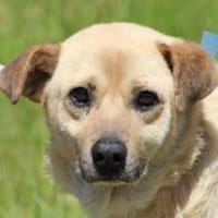 Pablo - verschmust u. zutraulich, Hund zur Adoption