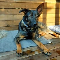 Hope - gut gelaunt&verschmust, Hündin zur Adoption