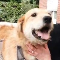 Sportlicher Benji sucht sein Glück, Hund zur Adoption