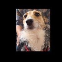 Tolle Lea sucht ihr Glück, Hündin zur Adoption