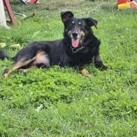 Chico 🌞 Schein liebt alles, Hund zur Adoption