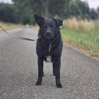 Tonec  ein Herz auf vier Pfoten, Hund zur Adoption