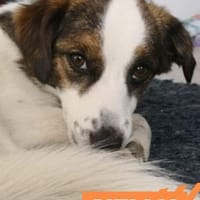 Nelly - einfach nur zauberhaft, Hündin zur Adoption