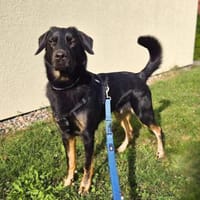 Apollo - katzen&kinderfreund, Hund zur Adoption