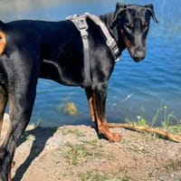 Stöpsel - Dobermann-Riesenbaby, Hund zur Adoption