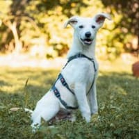 Tucker  kleiner Racker sucht Familie 🐶, Hund zur Adoption