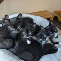 Drei Kitten-Rabauken suchen Zuhause zum, Kater zur Adoption