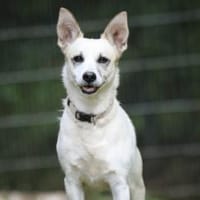 Cora sucht ein aktives Zuhause, Hündin zur Adoption