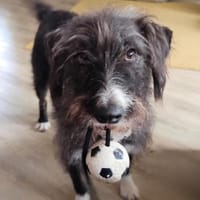 Enigma  fröhlich und voller Energie🌞, Hündin zur Adoption