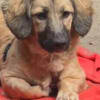 Darina - darf ich dein Herz erobern, Hündin zur Adoption