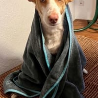 Teddy3 sucht ein Zuhause, Hund zur Adoption