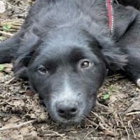 Dobrincho wartet auf sein Happy End, Hund zur Adoption