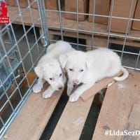 Biba sucht ein neues Zuhause, Hündin zur Adoption
