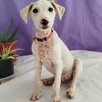 Pollux sucht ein liebevolles Zuhause, Hund zur Adoption