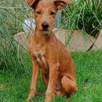 Maru kleiner Zwerg sucht ein Zuhause, Hund zur Adoption