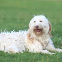 Bella wünscht sich fürsorgliche Menschen, Hündin zur Adoption