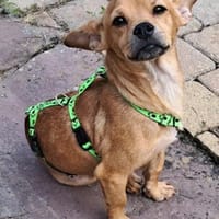 Dolito ist sehr menschenbezogen, Hund zur Adoption