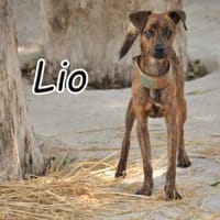 Schenken Sie Lio das große Glück, Hund zur Adoption