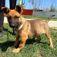 Phönix-BR  Lebensfroher Wirbelwind, Hund zur Adoption