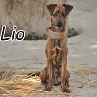 Schenken Sie Lio sein Glückslos?🍀, Hund zur Adoption