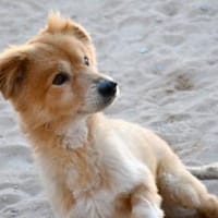 Inkontinenter Gaber hofft auf sein Heim, Hund zur Adoption