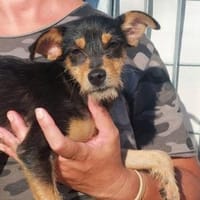 Möchten Sie Giada eine Chance geben?, Hündin zur Adoption