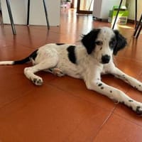 Möchten Sie Sandy ein Zuhause geben?, Hündin zur Adoption