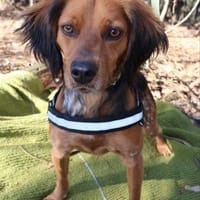 Sepp auf Pflegestelle, Hund zur Adoption