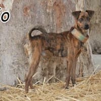 Lio sucht Erfolge mit Ihnen🎉❤, Hund zur Adoption