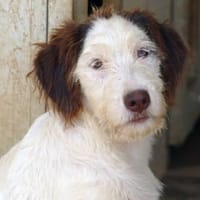 Zuhause für Lira gesucht, Hündin zur Adoption
