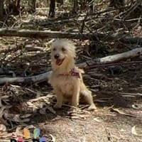 Lilly auf Pflegestelle, Hündin zur Adoption