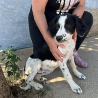 Shila wünscht sich eigene Familie, Hündin zur Adoption