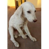 Pio sucht ein liebevolles Zuhause, Hund zur Adoption