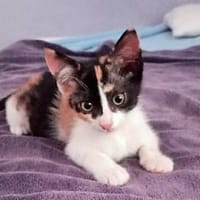 Glückskätzchen Manouche sucht Zuhause, Katze zur Adoption