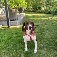 Freundliche Dori sucht ihr Zuhause, Hündin zur Adoption