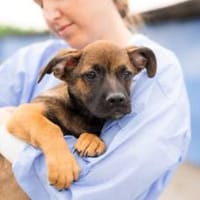 Schenkst du Pumba ein Zuhause?, Hund zur Adoption