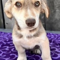 Carlos° in 87547 Missen, Hund zur Adoption
