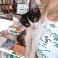 Zauberhafte Mary wünscht sich Familie, Katze zur Adoption