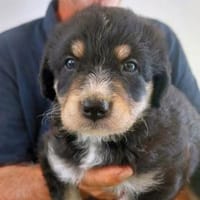 Junio möchte zu Ihrer Familie gehören, Hund zur Adoption