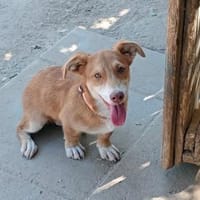 Dino möchte zu Ihrer Familie gehören, Hund zur Adoption