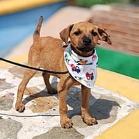 Neugierige & freundliche Frida sucht, Hündin zur Adoption