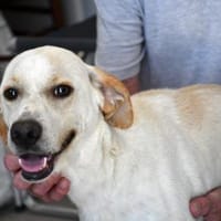 Felicino wünscht sich schönes Leben, Hund zur Adoption