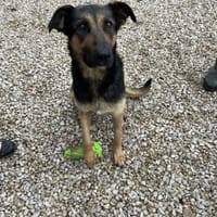Abigel SI  sanfte Seele mit großem Herz, Hündin zur Adoption