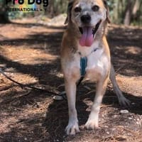 Atreju auf Pflegestelle, Hund zur Adoption