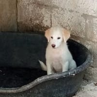 Schenken Sie Pedro sein Traumzuhause?, Hund zur Adoption