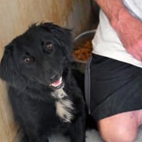 Dasty möchte Ihr Leben bereichern, Hund zur Adoption
