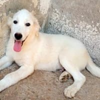 Hübscher Hundebub Poldo sucht Zuhause, Hund zur Adoption